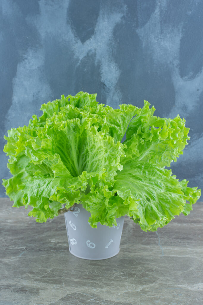 Lettuce: A Versatile Superfood and a Recipe for a Healthy Diet